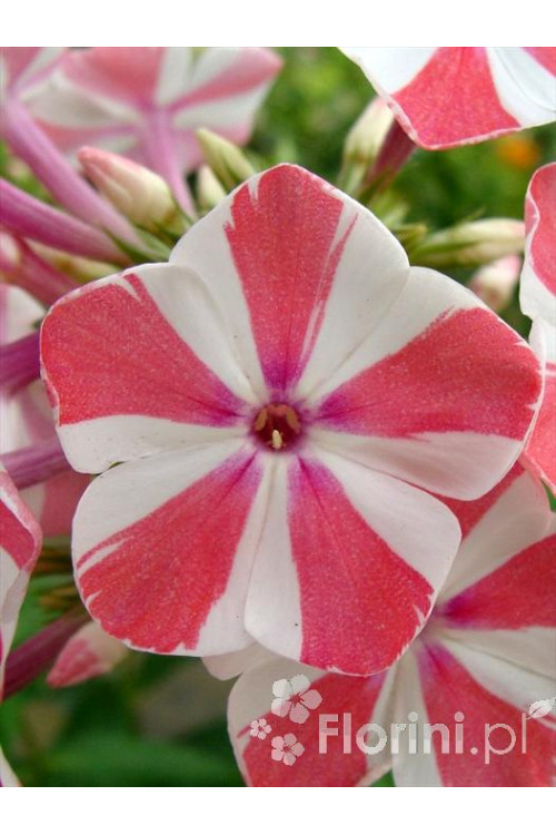 Floks wiechowaty 'Peppermint Twist' Phlox panniculata