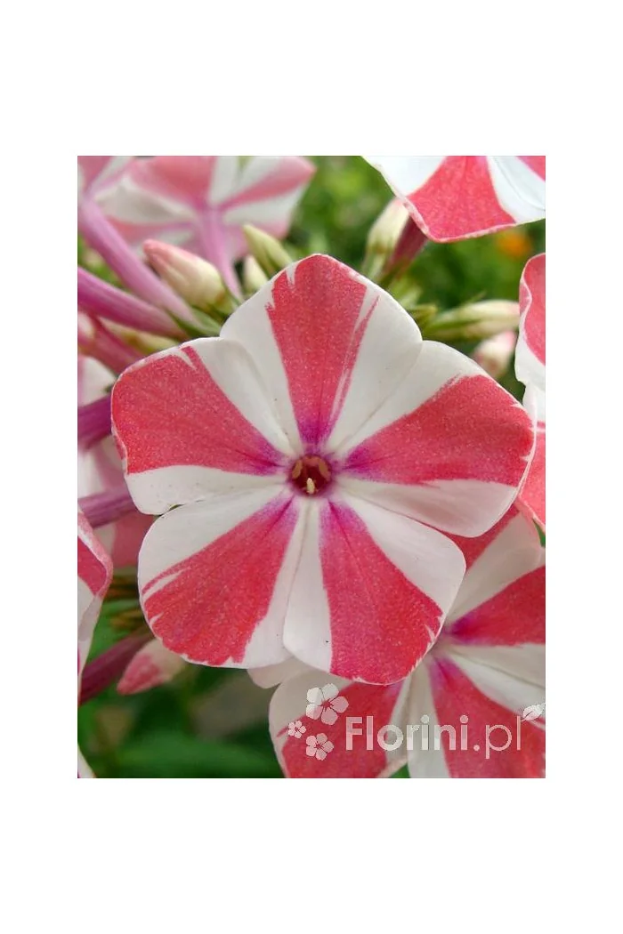 Floks wiechowaty 'Peppermint Twist' Phlox panniculata