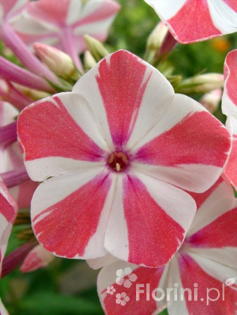 Floks wiechowaty 'Peppermint Twist' Phlox panniculata