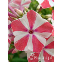 Floks wiechowaty 'Peppermint Twist' Phlox panniculata