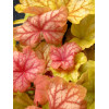 Żurawka 'Champagne' | Heuchera