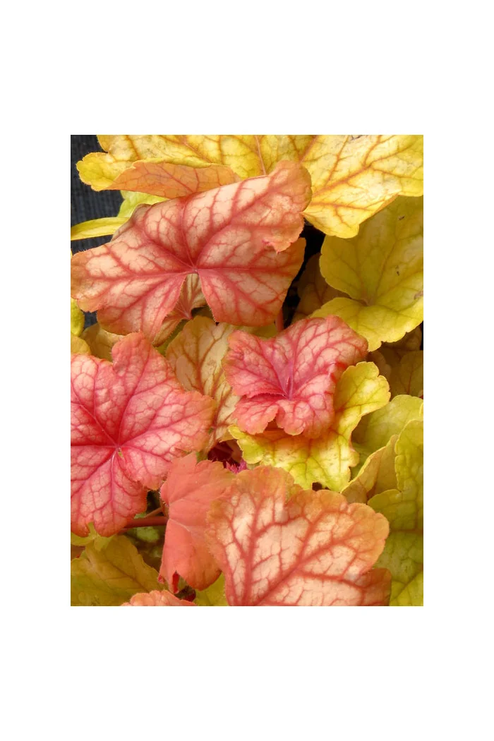 Żurawka 'Champagne' | Heuchera