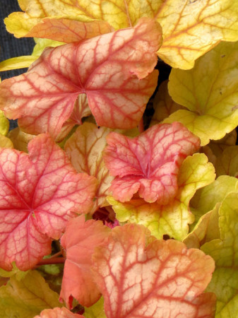 Żurawka 'Champagne' | Heuchera
