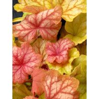 Żurawka 'Champagne' | Heuchera