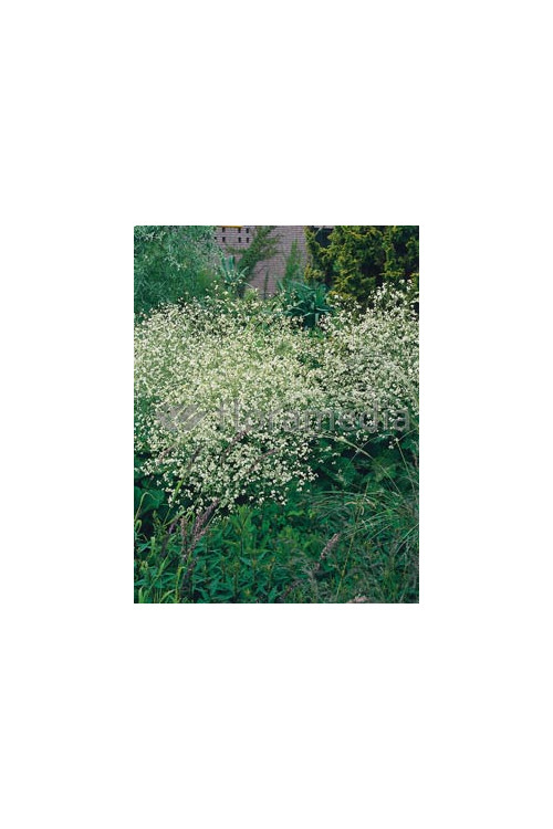 Modrak, crambe, modrak kaukaski, duże rośliny, duże byliny, byliny na skalniak, byliny duże sadzonki