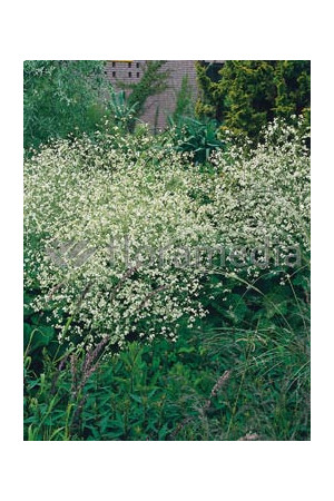 Modrak, crambe, modrak kaukaski, duże rośliny, duże byliny, byliny na skalniak, byliny duże sadzonki