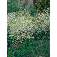 Modrak, crambe, modrak kaukaski, duże rośliny, duże byliny, byliny na skalniak, byliny duże sadzonki