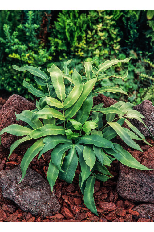 Narecznica siebolda | Dryopteris sieboldii