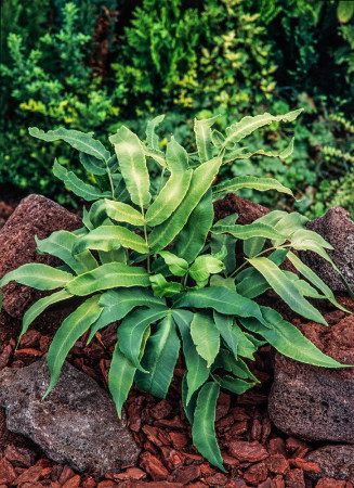 Narecznica siebolda | Dryopteris sieboldii
