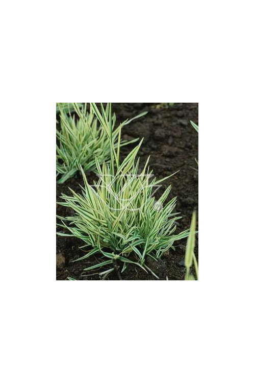 Kłosówka miękka 'Variegata' | Holcus mollis