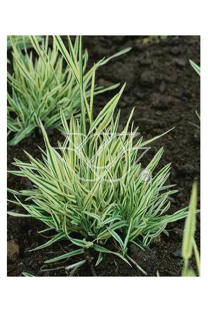 Kłosówka miękka 'Variegata' | Holcus mollis