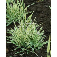 Kłosówka miękka 'Variegata' | Holcus mollis