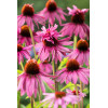 Jeżówka purpurowa 'Doppeldecker' | Echinacea purpurea