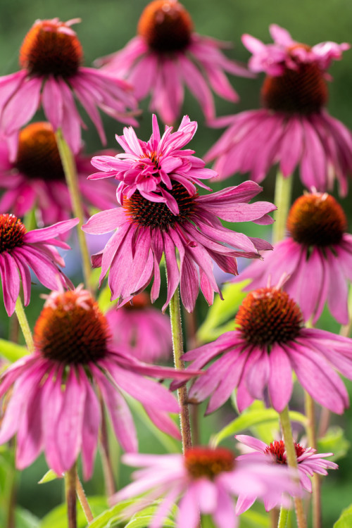 Jeżówka purpurowa 'Doppeldecker' | Echinacea purpurea