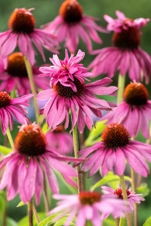 Jeżówka purpurowa 'Doppeldecker' | Echinacea purpurea