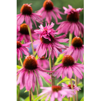 Jeżówka purpurowa 'Doppeldecker' | Echinacea purpurea