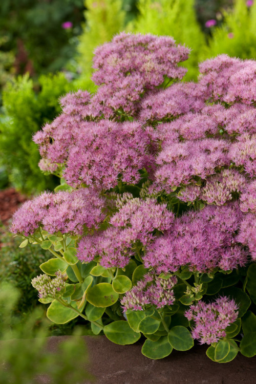 Rozchodnik okazały 'Brillant' | Sedum spectabile