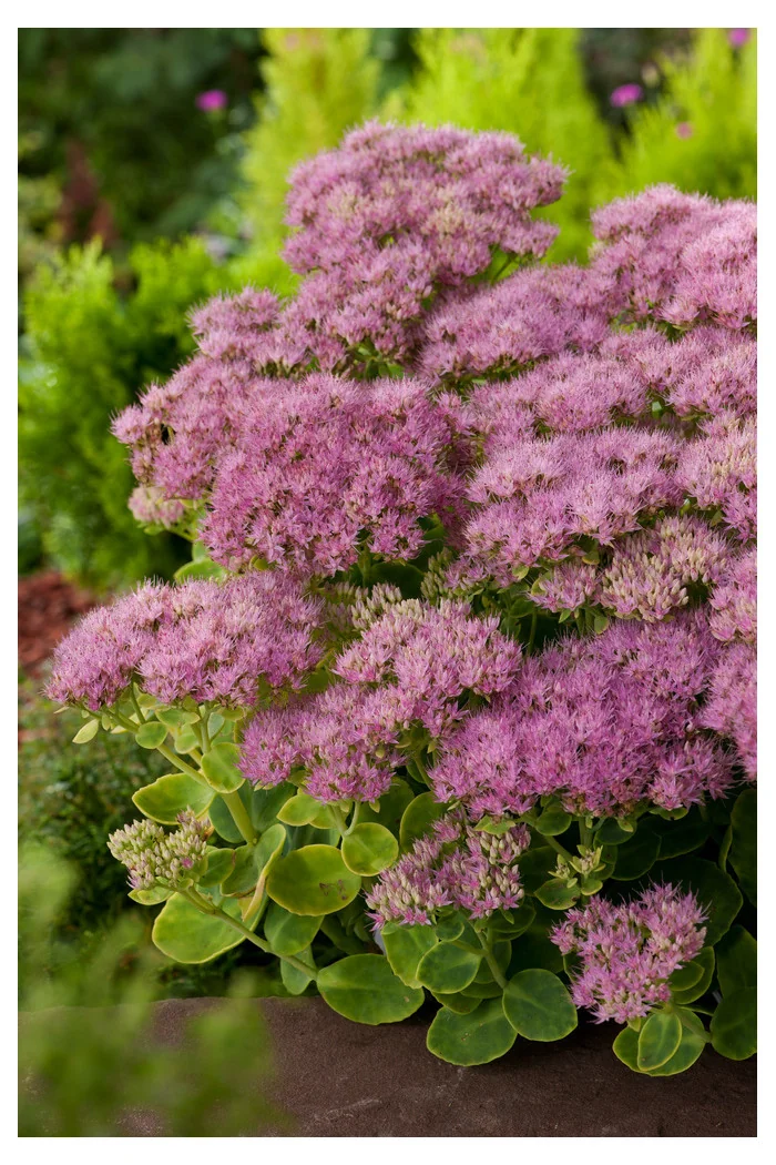 Rozchodnik okazały 'Brillant' | Sedum spectabile