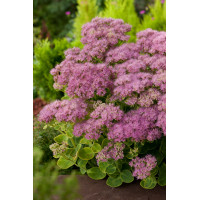 Rozchodnik okazały 'Brillant' | Sedum spectabile