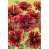Gailardia 'Fire Wheels Gaillardia