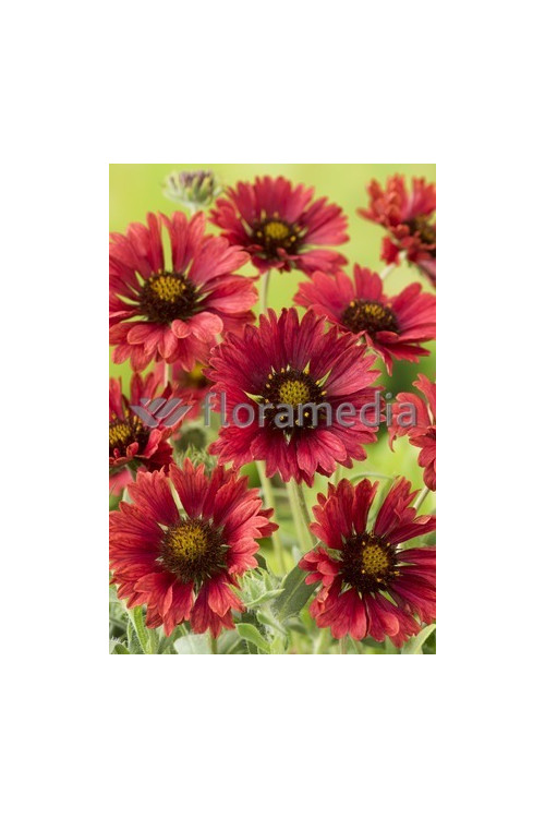 Gailardia 'Fire Wheels Gaillardia