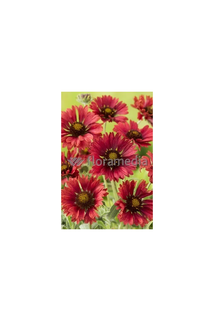 Gailardia 'Fire Wheels Gaillardia