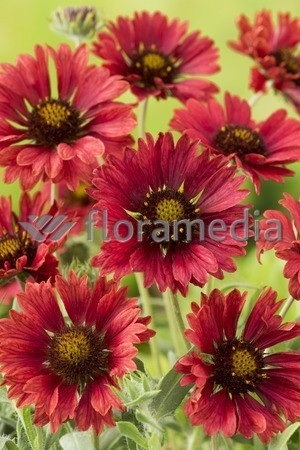 Gailardia 'Fire Wheels Gaillardia