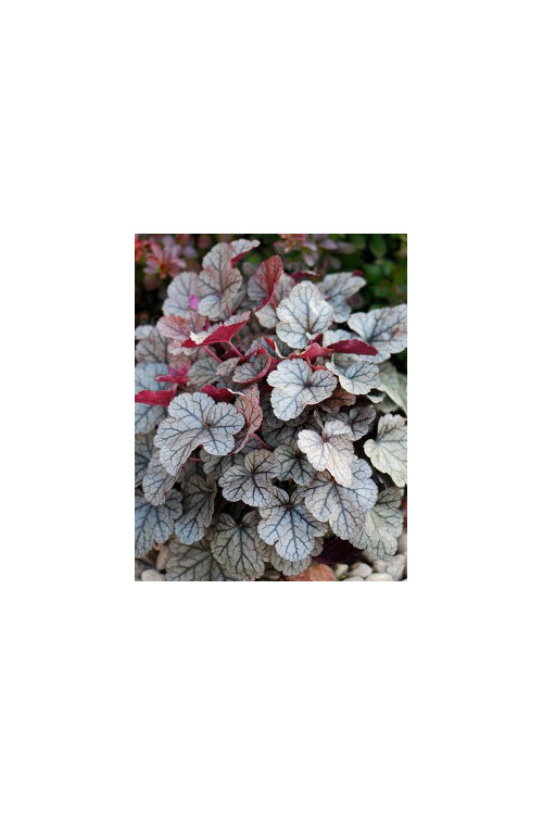 Żurawka 'Silver Scrolls' Heuchera