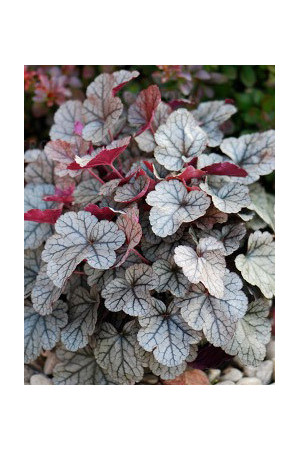 Żurawka 'Silver Scrolls' Heuchera