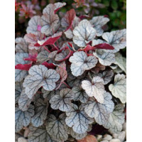 Żurawka 'Silver Scrolls' Heuchera
