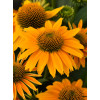 Jeżówka 'Pearl Sunny' | Echinacea