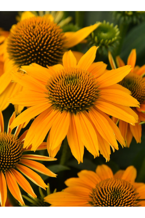 Jeżówka 'Pearl Sunny' | Echinacea