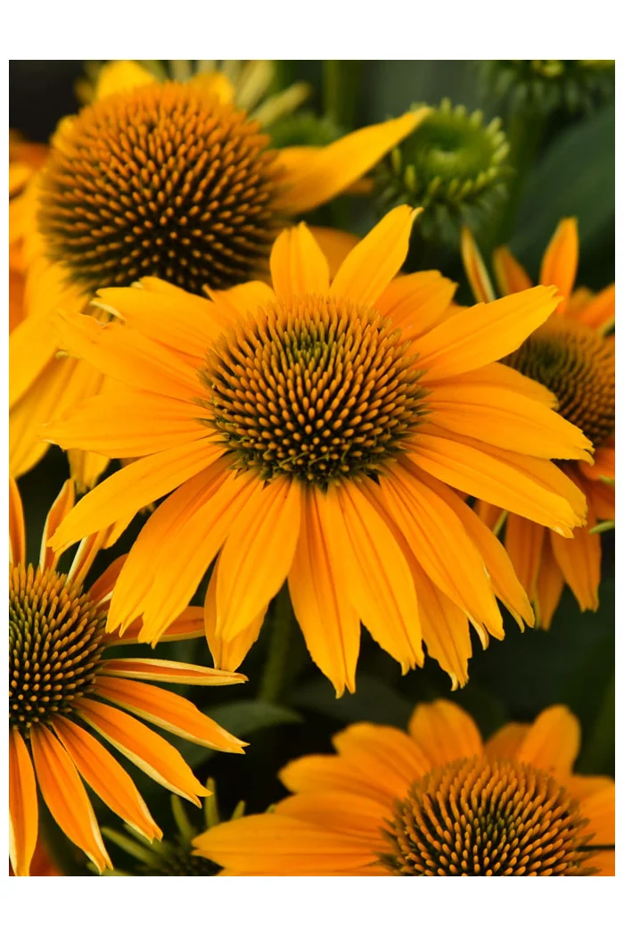 Jeżówka 'Pearl Sunny' | Echinacea