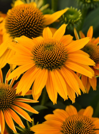 Jeżówka 'Pearl Sunny' | Echinacea