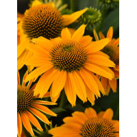 Jeżówka 'Pearl Sunny' | Echinacea
