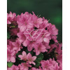 Azalia japońska 'Amoena' Rhododendron obtusum