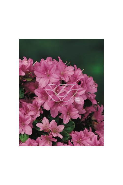 Azalia japońska 'Amoena' Rhododendron obtusum