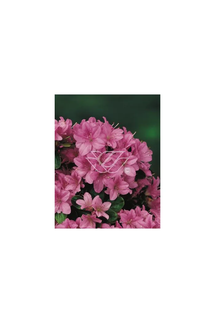 Azalia japońska 'Amoena' Rhododendron obtusum