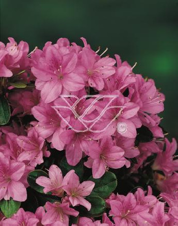 Azalia japońska 'Amoena' Rhododendron obtusum