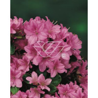 Azalia japońska 'Amoena' Rhododendron obtusum