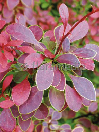 Berberys Thunberga 'Golden Ring' | Berberis thunbergii