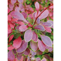 Berberys Thunberga 'Golden Ring' | Berberis thunbergii
