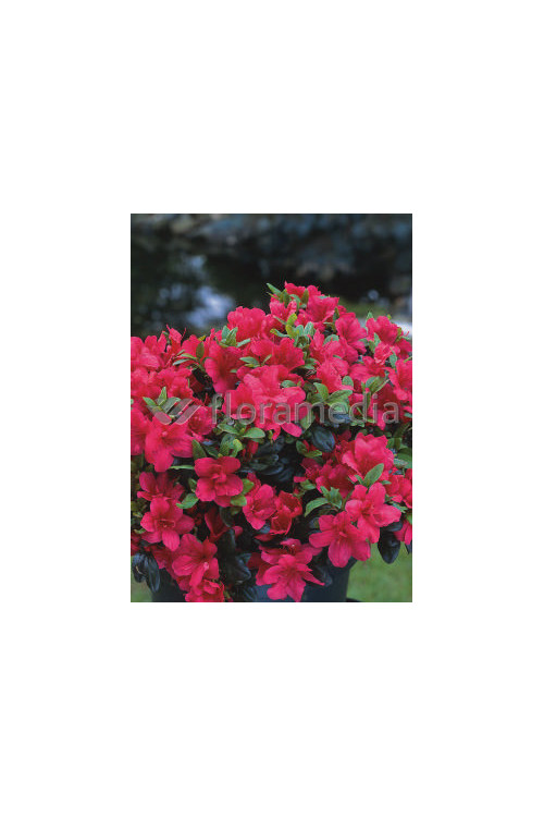 Azalia japońska 'Purpurkissen' Azalea japonica