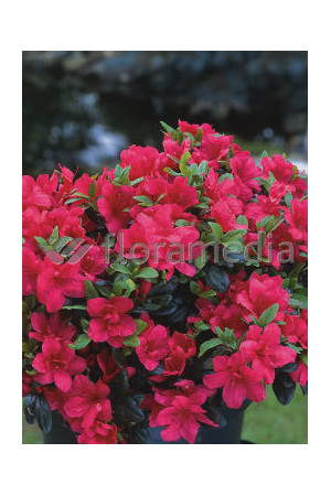 Azalia japońska 'Purpurkissen' Azalea japonica
