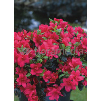 Azalia japońska 'Purpurkissen' Azalea japonica