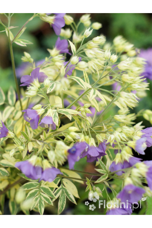 Wielosił 'Gold Feathers' | Polemonium