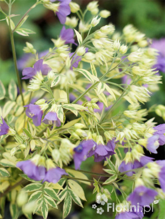 Wielosił 'Gold Feathers' | Polemonium