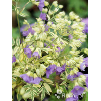 Wielosił 'Gold Feathers' | Polemonium