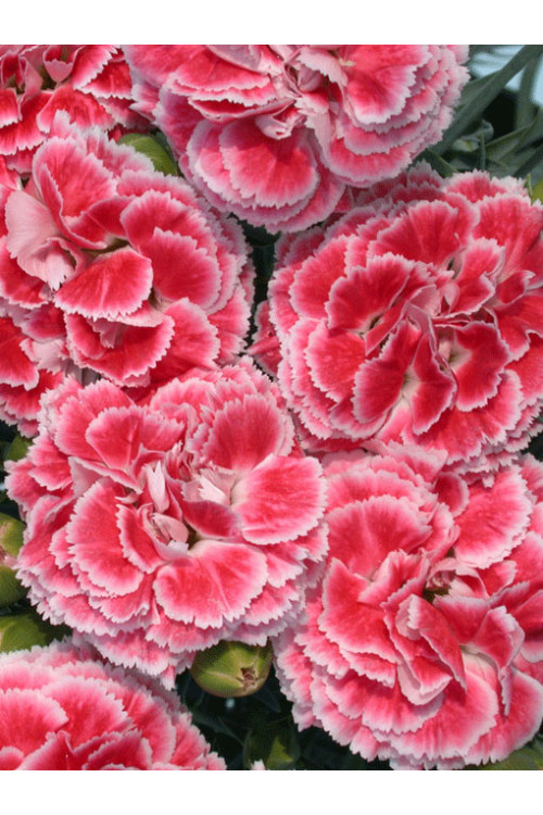 Goździk 'Coral Reef' Dianthus