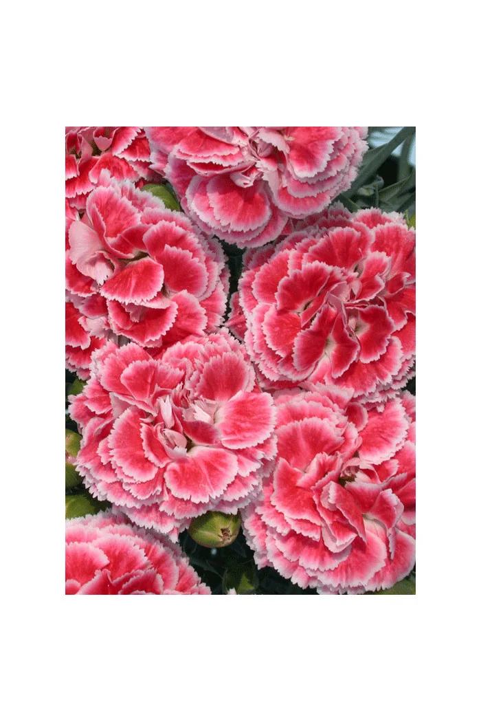 Goździk 'Coral Reef' Dianthus